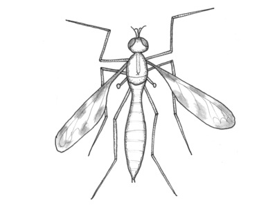 Tipulidae (Stankelbein)