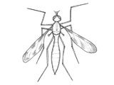 Tipulidae (Stankelbein)