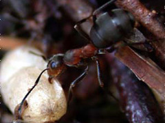 Formica (Ant)