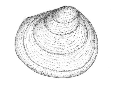 Pea clam (Pisidium)