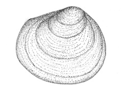 Pea clam (Pisidium)