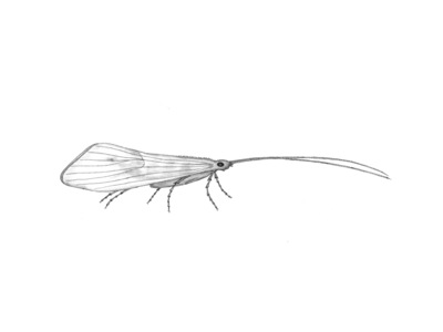 Trichoptera (Vårfluer)