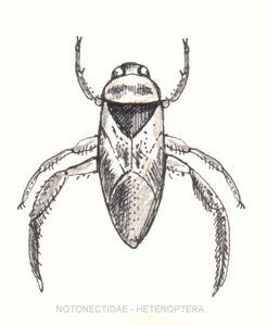 Notonectidae (Ryggsvømmere)