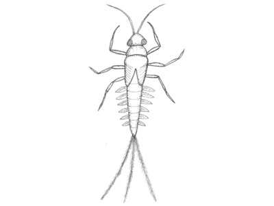 Ephemeroptera (Døgnfluer)