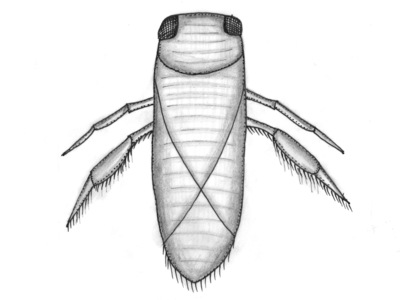 Corixidae (Buksvømmere)
