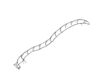 Chironomidae (Fjærmygg)