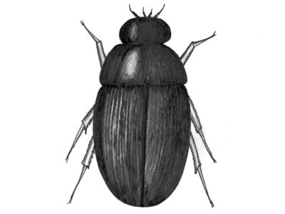 Coleoptera (Biller)