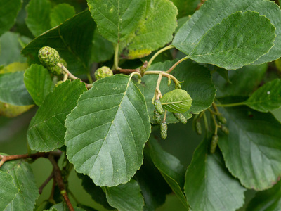 Svartor (Alnus glutinosa)