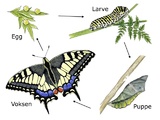 Lepidoptera (Sommerfugler)