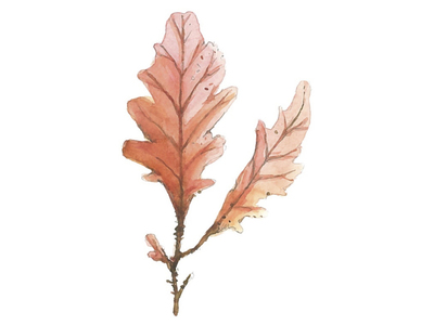 Sea oak (Phycodrys rubens)