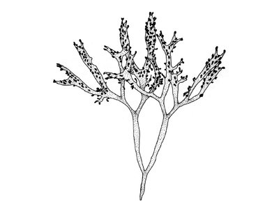 (Stackhouse) Guiry (Mastocarpus stellatus)