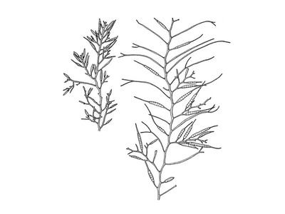 Sea oak (Halidrys siliquosa)