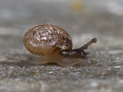 Hairy Snail (Trochulus hispidus)
