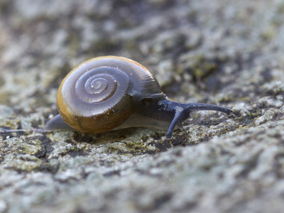Garlic Glass-snail (Oxychilus allarius)