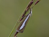 Catoptria margaritella (Perlemornebbmott)