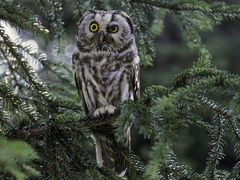 Tengmalm's Owl (Aegolius funereus)