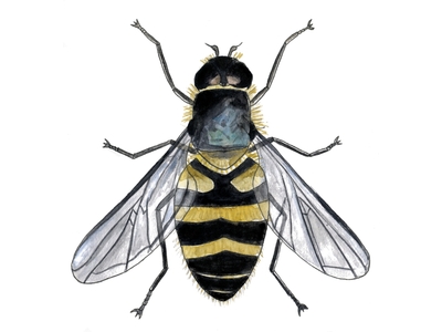 Insecta (Insekter)