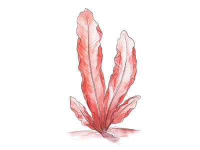 Red algae (Rhodophyta)
