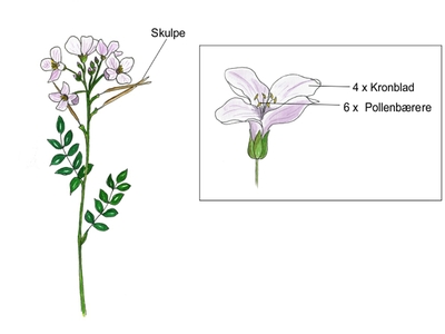 Korsblomstfamilien (Brassicaceae)