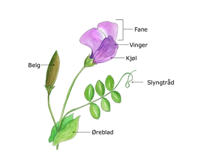 Erteblomstfamilien (Fabaceae)