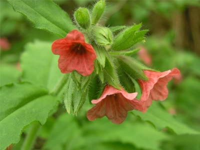 Red lungwort (Pulmonaria rubra)