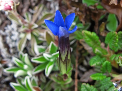 Alpine Gentian (Gentiana nivalis)