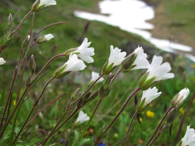 Alpine Mouse-ear (Cerastium alpinum)