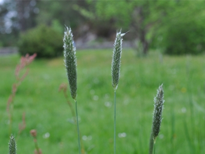Meadow Foxtail (Alopecurus pratensis)