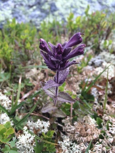 Alpine Bartsia (Bartsia alpina)