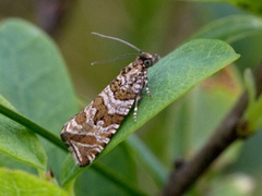 Celypha rivulana (Silver-striped Marble)