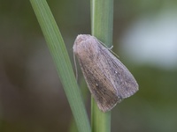 Leucania obsoleta (Punktgressfly)