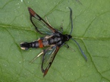 Synanthedon formicaeformis (Red-tipped Clearwing)
