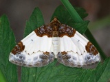 Mesoleuca albicillata (Bringebærmåler)