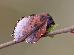 Phyllodesma ilicifolia (Rødbrun bladspinner)