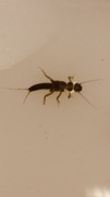 Trichoptera (Vårfluer)