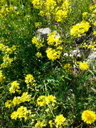 Winter-cress (Barbarea vulgaris)