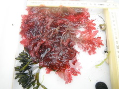 Sea oak (Phycodrys rubens)