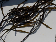 Chanelled Wrack (Pelvetia canaliculata)