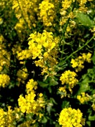 Winter-cress (Barbarea vulgaris)