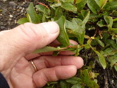 Eared Willow (Salix aurita)