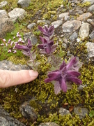 Alpine Bartsia (Bartsia alpina)