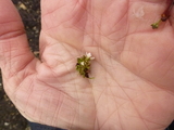 Highland Saxifrage (Saxifraga rivularis)