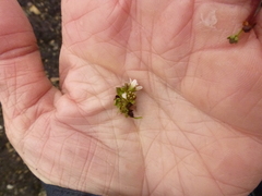 Highland Saxifrage (Saxifraga rivularis)