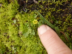 Ranunculus pygmaeus