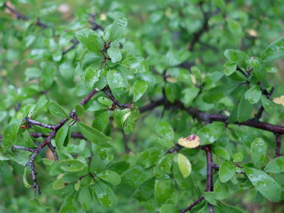 Blackthorn (Prunus spinosa)