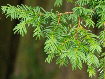 English Yew (Taxus baccata)