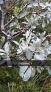 Downy Willow (Salix lapponum)