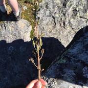 Aconitum septentrionale subsp. septentrionale