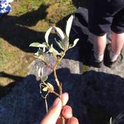 Salix glauca subsp. glauca