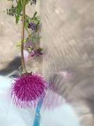 Melancholy Thistle (Cirsium heterophyllum)